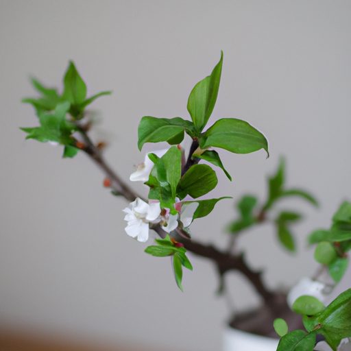 a small potted fruit tree blooming photo 512x512 31874252