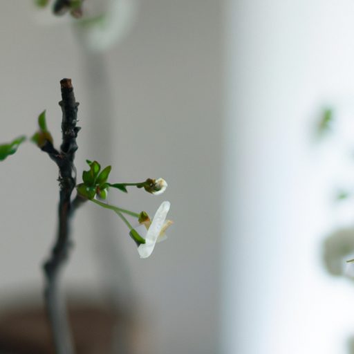a small potted fruit tree blooming photo 512x512 59793919