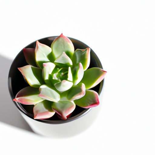 a small sleek potted succulent plant pho 512x512 85468603