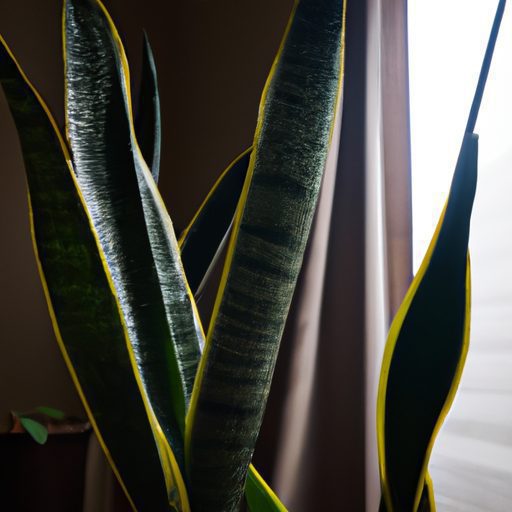 a snake plant with tall vibrant leaves s 512x512 37316176