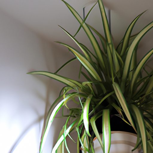 a spider plant hanging gracefully indoor 512x512 66779959