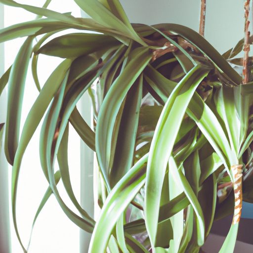 a spider plant hanging gracefully indoor 512x512 70684125