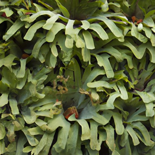 a stunning living wall of staghorn ferns 512x512 32154825
