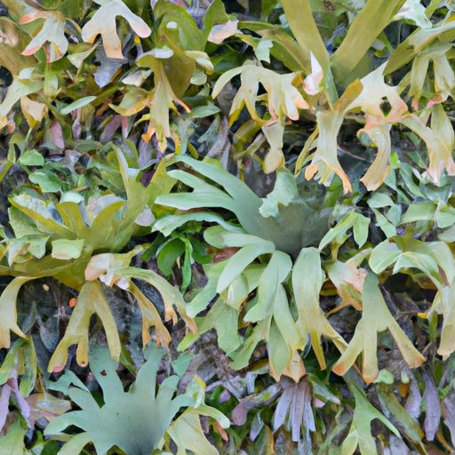 a stunning living wall of staghorn ferns 512x512 93195810
