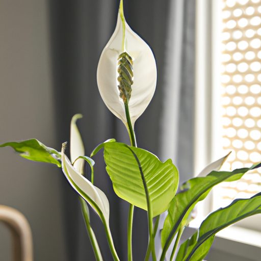 a stunning peace lily in full bloom grac 512x512 30168772