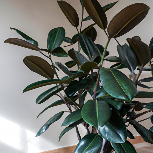 a tall rubber plant with glossy leaves t 512x512 59539984