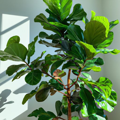 a tall vibrant fiddle leaf fig stands gr 512x512 61944517