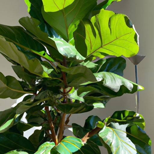 a tall vibrant fiddle leaf fig stands gr 512x512 73118552