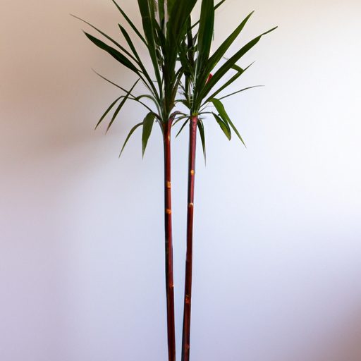 a tall vibrant potted plant standing bol 512x512 7528056