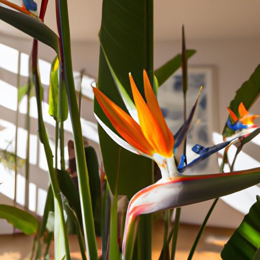 a tall white bird of paradise plant with 512x512 22079670