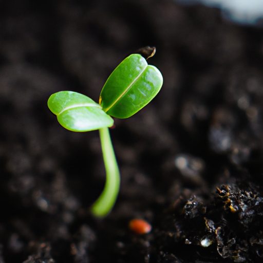 a time lapse video showcasing a seedling 512x512 78861249