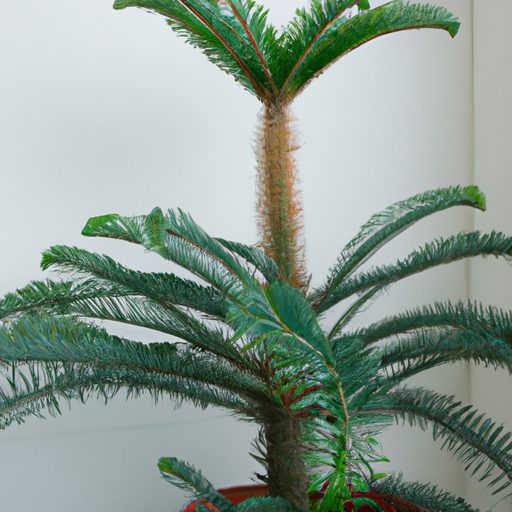 a towering araucaria heterophylla showca 512x512 27723461