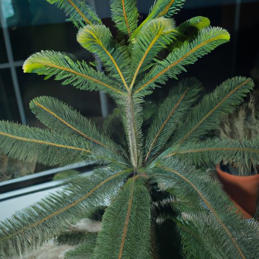 a towering araucaria heterophylla showca 512x512 41417147