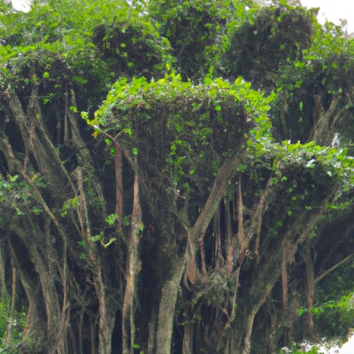 a towering ficus microcarpa tree being p 512x512 53112733