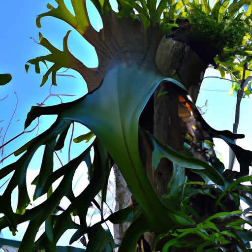 a towering giant staghorn fern with antl 512x512 39646949