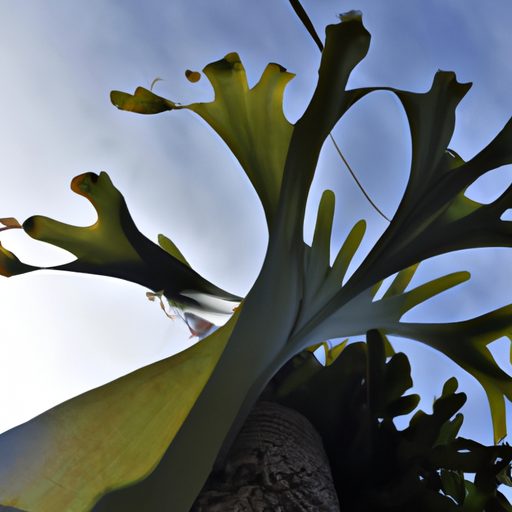 a towering giant staghorn fern with antl 512x512 66292122