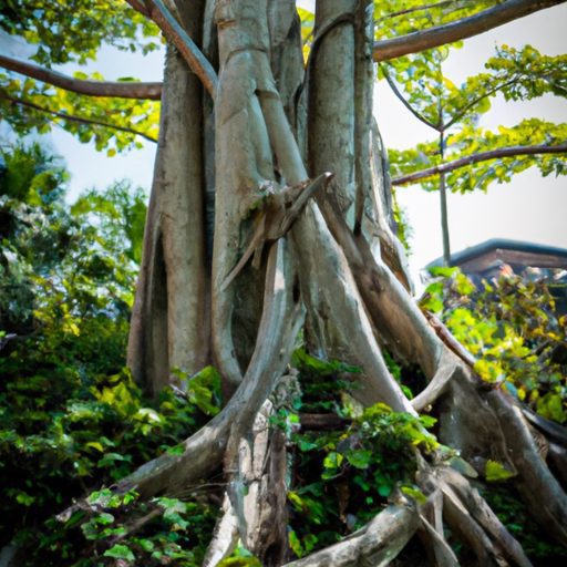 a towering japanese banyan tree with cas 512x512 80435212