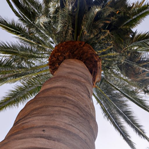a towering majesty palm with graceful fr 512x512 8155551