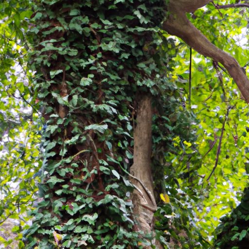 a towering tree with lush green ivy slow 512x512 72243270
