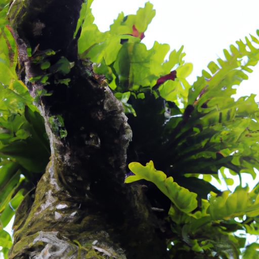 a tree with fern branches growing photor 512x512 79076092