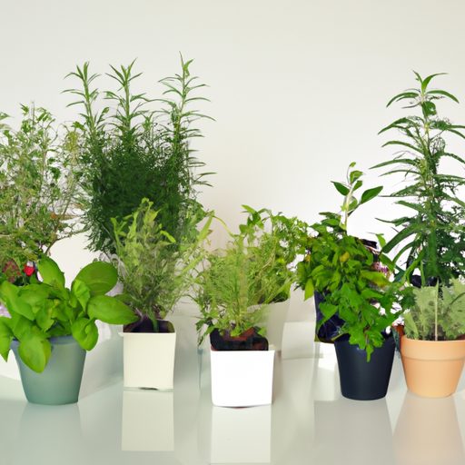 a variety of herbs in differently sized 512x512 55691831
