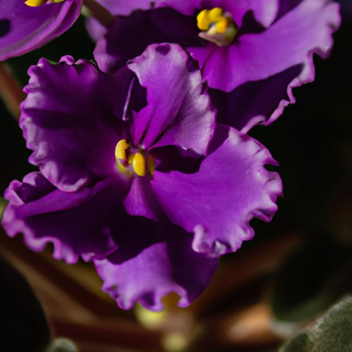 a vibrant african violet plant blooming 512x512 10001145