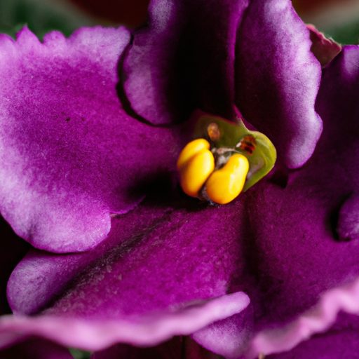 a vibrant african violet plant blooming 512x512 34453314