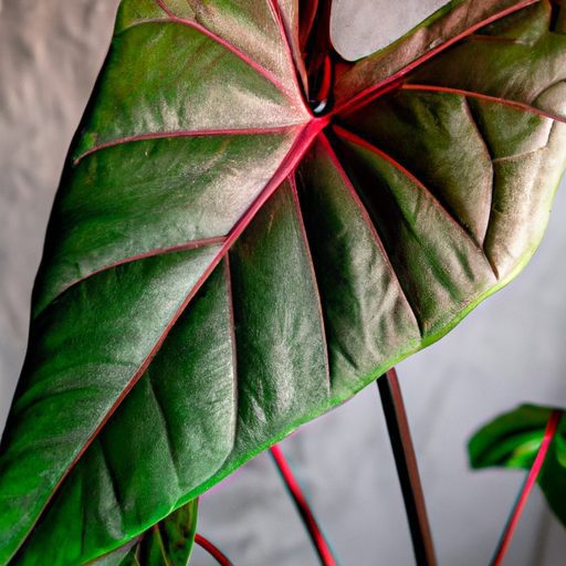 a vibrant alocasia polly plant indoors p 512x512 29274274