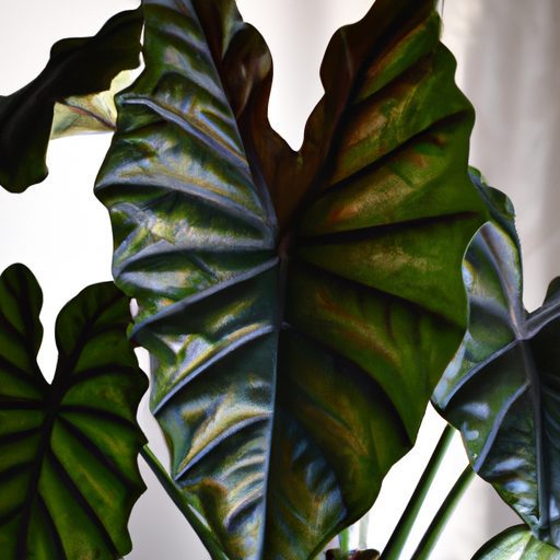 a vibrant alocasia polly plant indoors p 512x512 97785256
