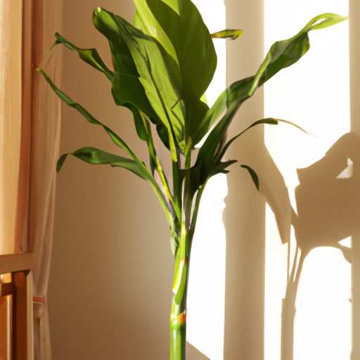 a vibrant aspidistra elatior plant thriv 512x512 39446094