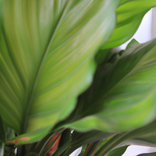 a vibrant aspidistra elatior plant thriv 512x512 65461801