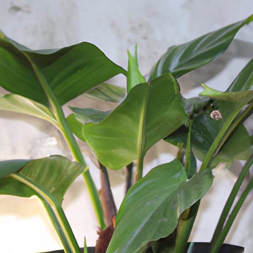 a vibrant aspidistra elatior plant thriv 512x512 74688970