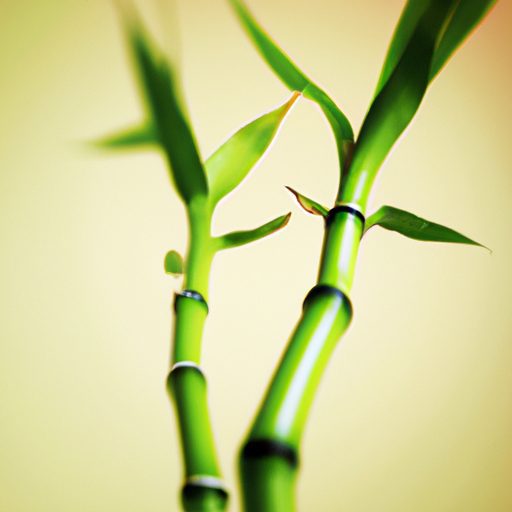 a vibrant bamboo plant brings luck photo 512x512 21909459