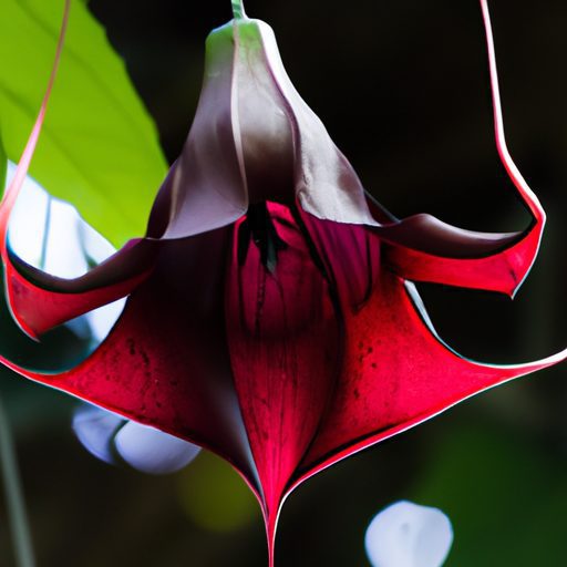 a vibrant bat flower blooms defiantly ph 512x512 63031238
