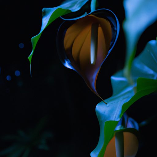 a vibrant bat flower engulfed in warm et 512x512 90396638