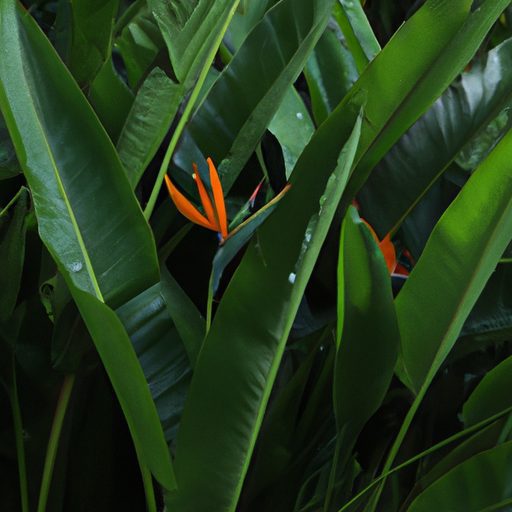 a vibrant bird of paradise plant surroun 512x512 92421833