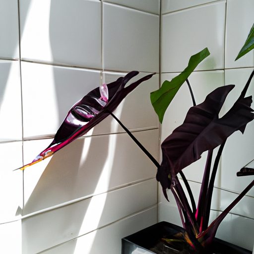 a vibrant black magic taro plant thrivin 512x512 4454640