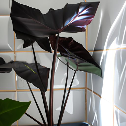 a vibrant black magic taro plant thrivin 512x512 95935567