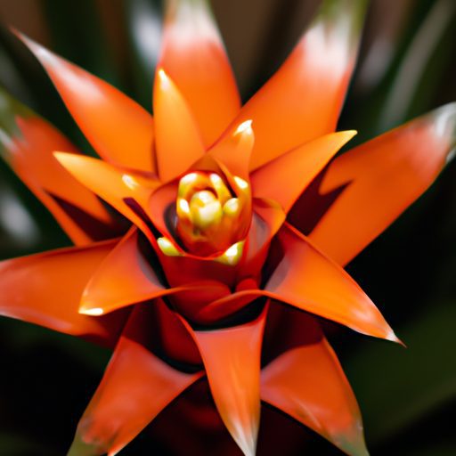a vibrant blooming bromeliad plant indoo 512x512 11985255