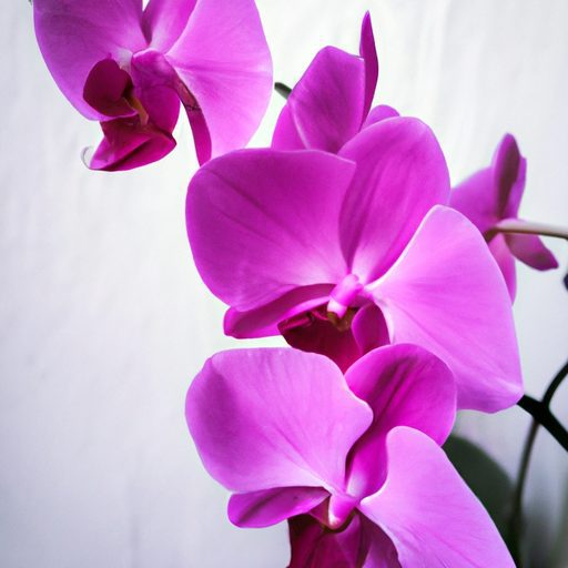 a vibrant blooming orchid in full glory 512x512 99888788