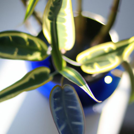 a vibrant blue indoor plant basking in t 512x512 69205539