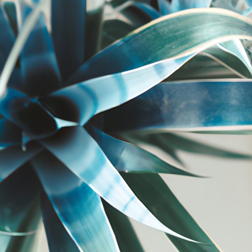 a vibrant blue indoor plant flourishing 512x512 39846740