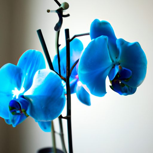 a vibrant blue potted orchid blooms phot 512x512 38682227