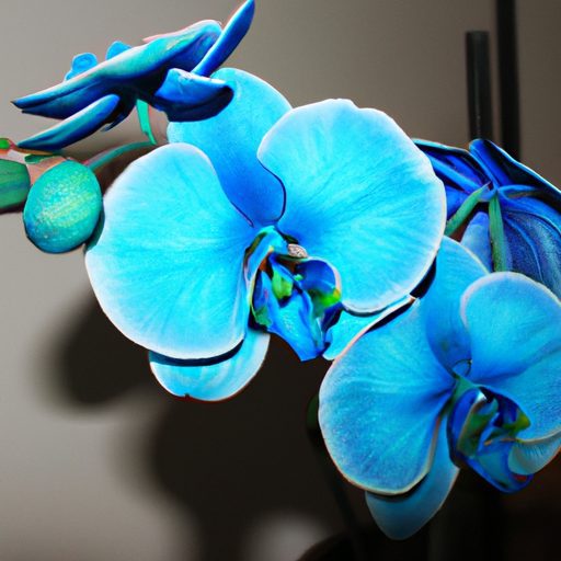 a vibrant blue potted orchid blooms phot 512x512 65999403