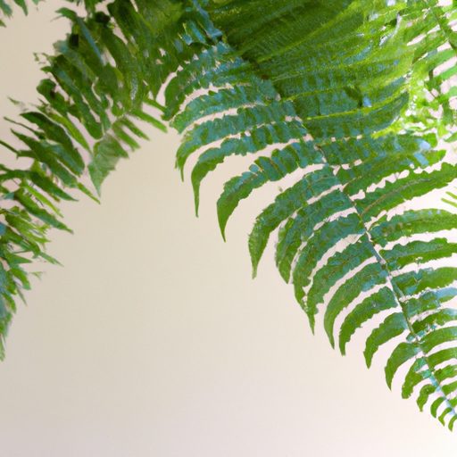 a vibrant boston fern hanging gracefully 512x512 10165414