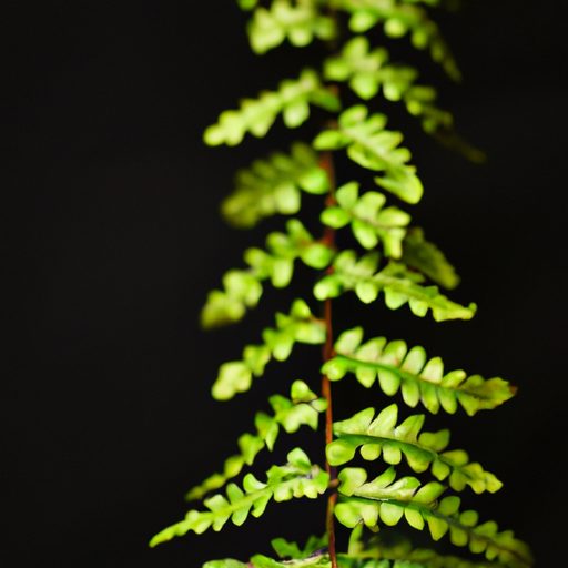 a vibrant boston fern hanging gracefully 512x512 94892859