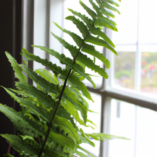 a vibrant boston fern perched on a windo 512x512 85597609