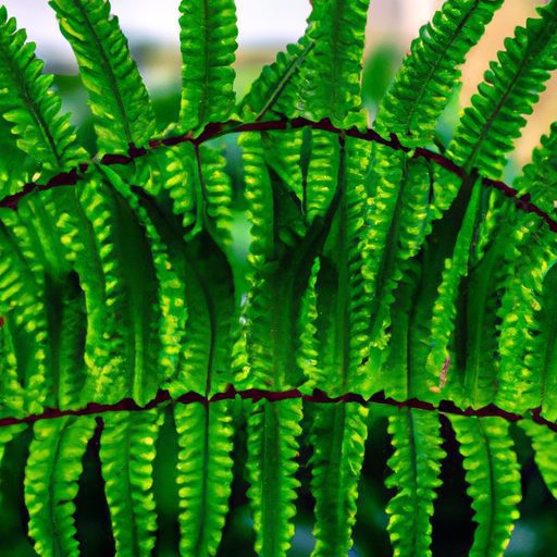 a vibrant boston fern purifying toxins p 512x512 36183841