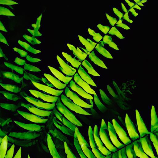 a vibrant boston fern stands tall photor 512x512 25092970