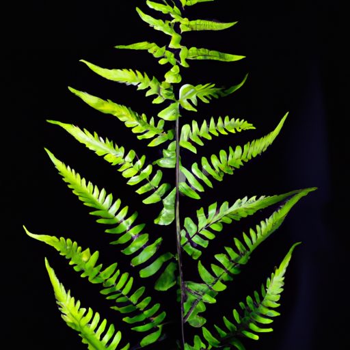 a vibrant boston fern stands tall photor 512x512 45628422